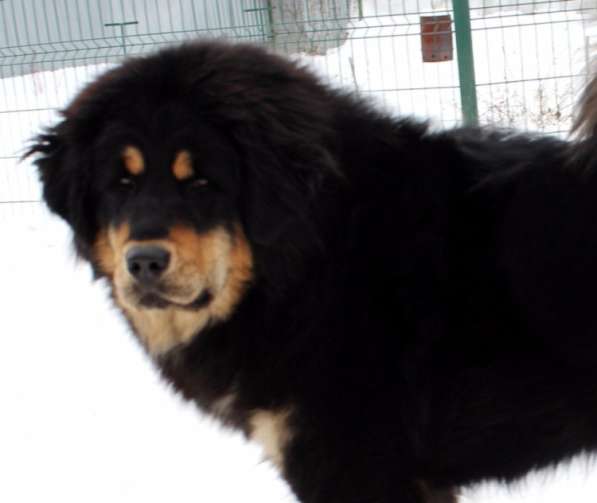 Тибетский мастиф - лучший страж на территории в Москве фото 90