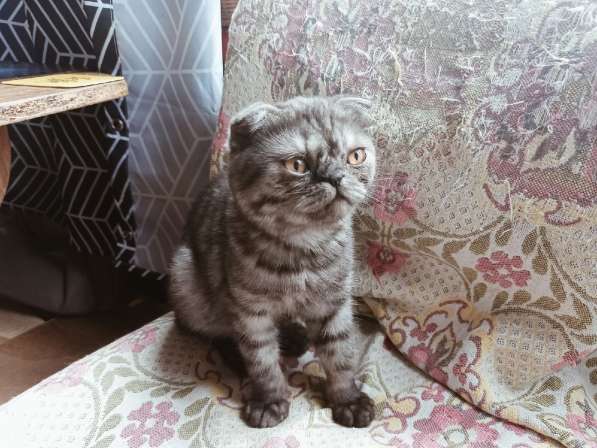 Шотландский денди скоттиш- страйт в Санкт-Петербурге фото 5