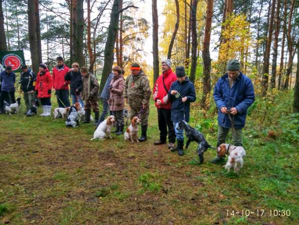 Щенки русского охотничьего спаниеля