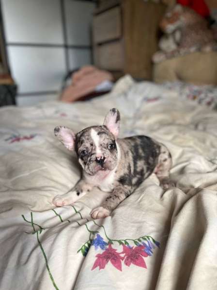 French Bulldog. Merle colour. Boy's в 