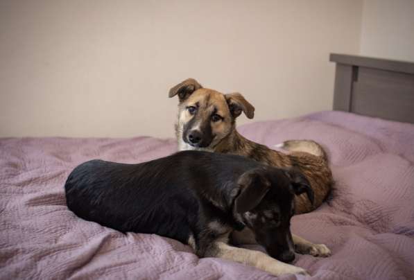 Рэксу очень нужен дом! в Москве фото 9