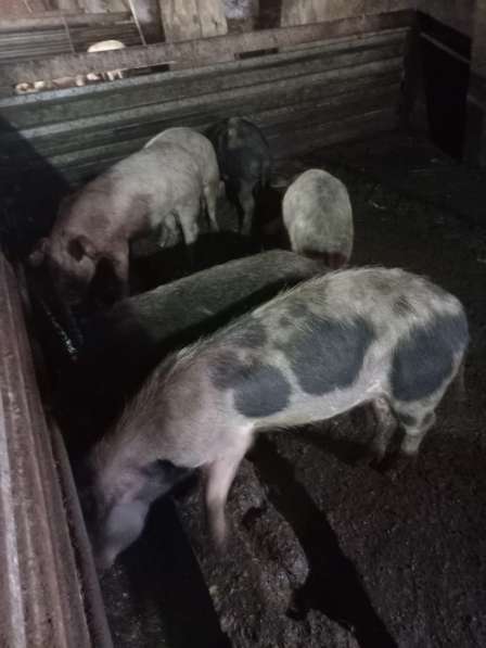 Продаю свиней