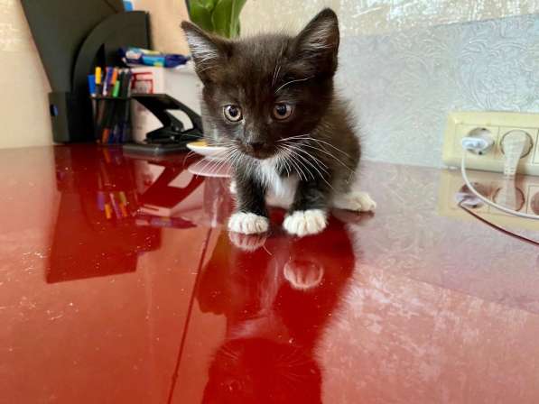 Котенок Шошу - лучистое счастье в дар в Москве