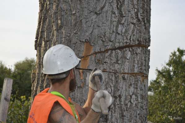 Спиливание Опасных Аварийных Проблемных Деревьев в Курске фото 5