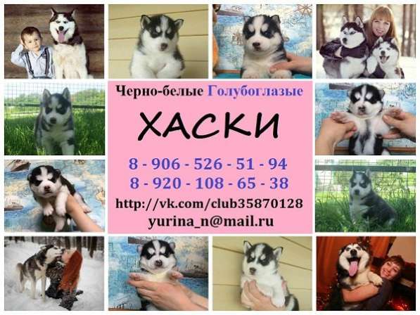 Щеночки Хаски черно-белые голубоглазые в Вологде