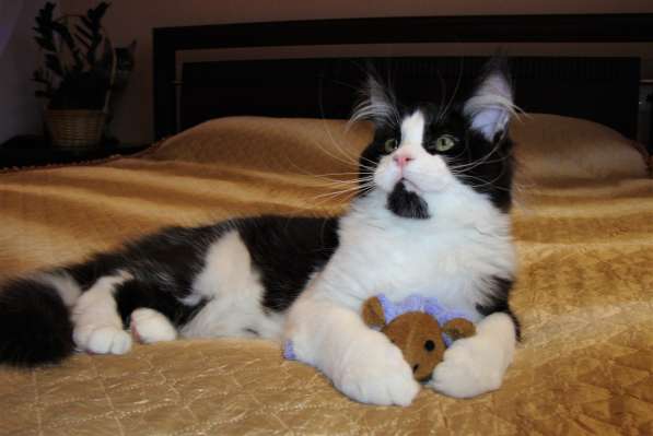 Котята Мейн Кун 3,5 месяца в фото 11