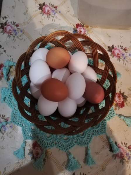 Продам домашние яйца. Цена за десяток 120руб в Орле