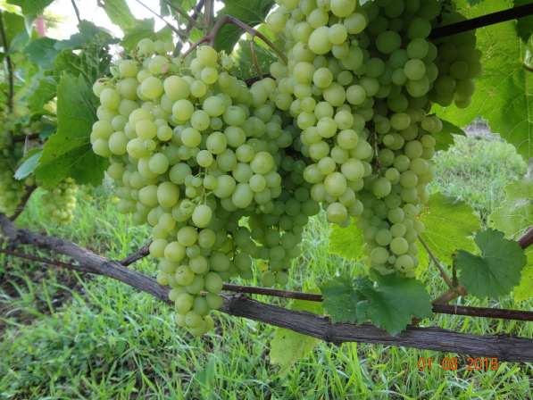 Черенки винограда столовых и винных сортов в Тамбове
