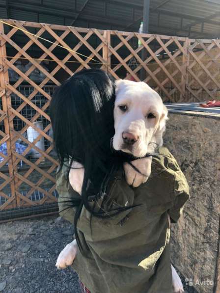 Продам Девочку Алабая в Ростове-на-Дону