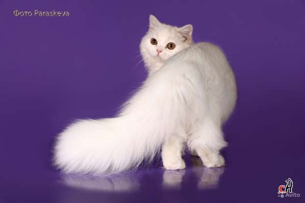 Котенок - счастье в дом в Санкт-Петербурге фото 9