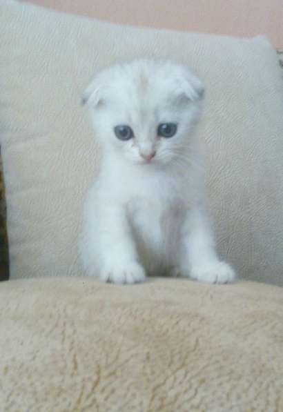 Шотландский кот в фото 24