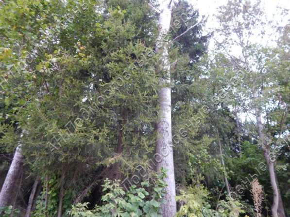 realty_mapper3.plot_in_locationПлощадь 15.00 сот.Есть Электричество, Газ. в Москве фото 15