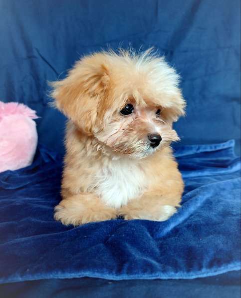 Щенок Той-Пуделя Кайа в фото 5