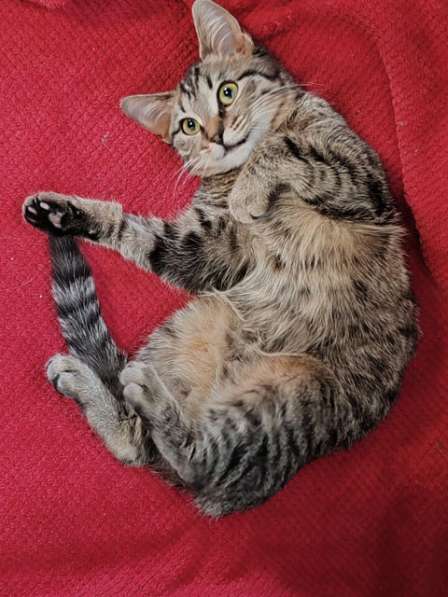 Красавец Вуди, добрейший полосатый котенок в добрые руки в Москве фото 5