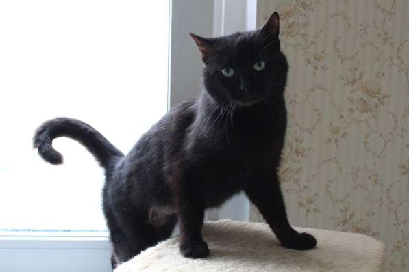 Черная зеленоглазая кошка Зара в 