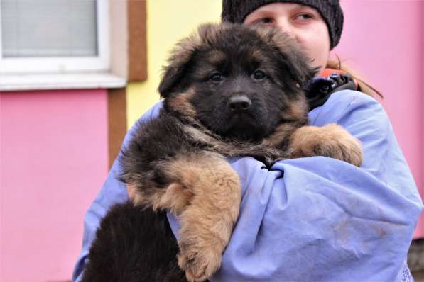 Щенки овчарки Питомник в фото 25