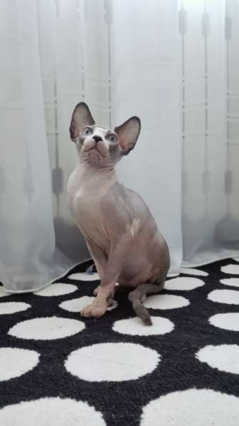 Сфинкс! в фото 8