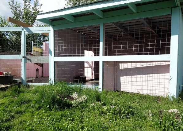 Зоогостиница для Ваших любимых питомцев! в Новосибирске фото 10