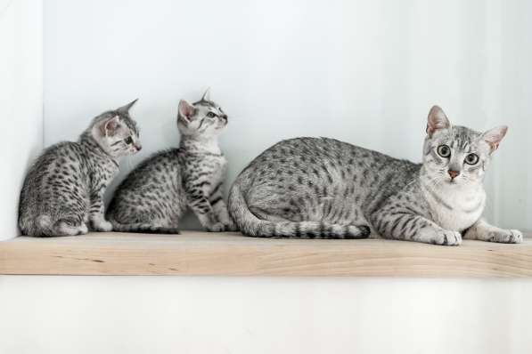 Египетская Мау котята серебряные.Редкая, эксклюзивная порода в 