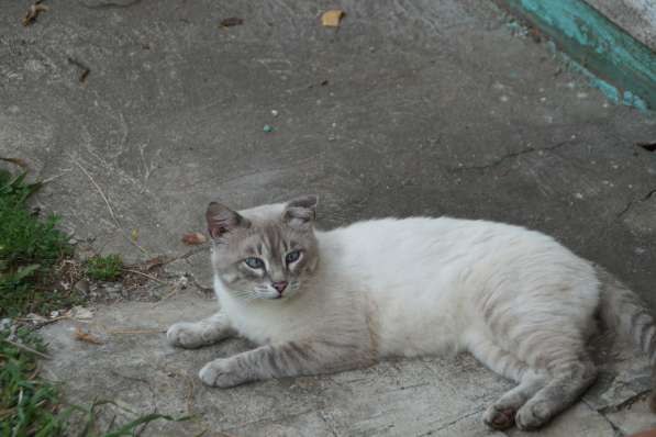 Породистый кот в добрые руки в Нижнем Новгороде фото 3