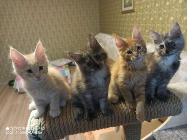 Продажа породистых котята породы Мейн-кун в Москве фото 17