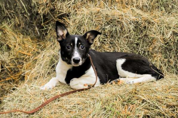 Собака в добрые руки в Санкт-Петербурге