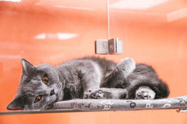 Зоогостиница BookingCat Люберцы/Жулебино в Люберцы фото 19