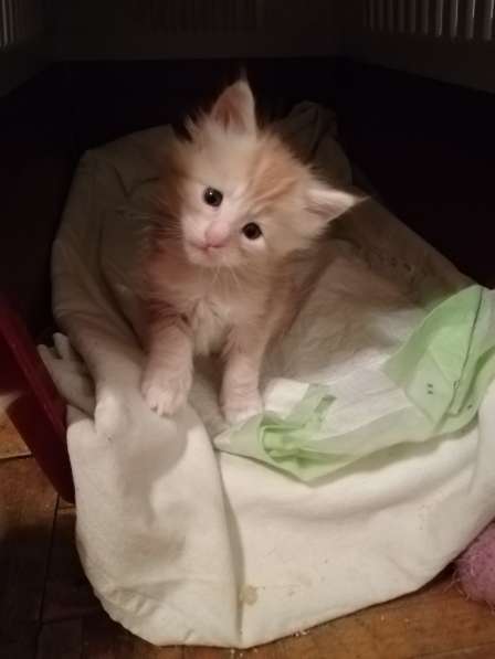 Котята мейн-кун в Серпухове фото 10