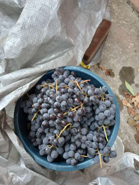 Продажа винограда