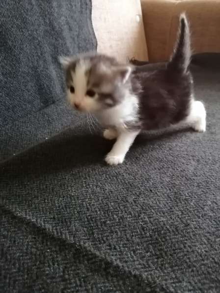 Котенок