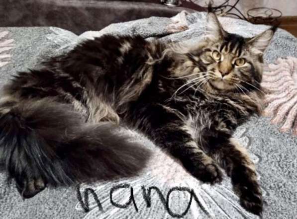 Котята мейн-кун в Новосибирске фото 35