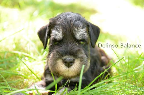 Шикарные щенки цвергшнауцера окраса черный с серебром в фото 9