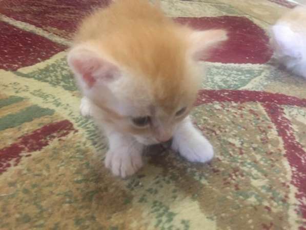 Отдаём котят в фото 3