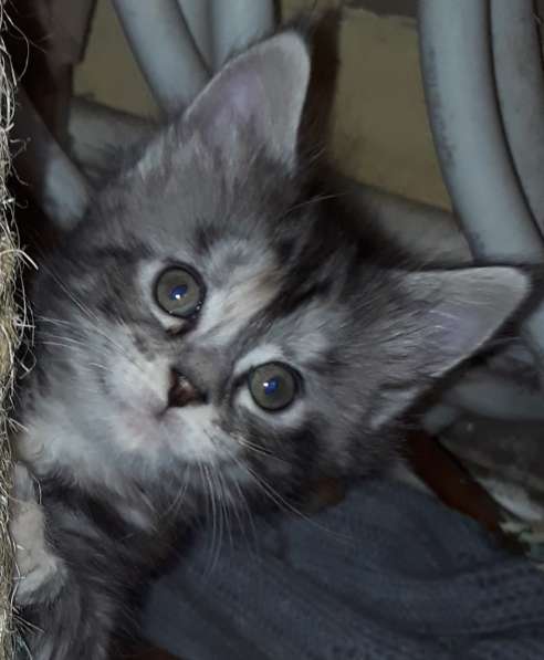 Котята Мейн-кун метисы в Наро-Фоминске фото 8