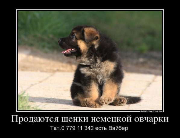 Продаются щенки немецкой овчарки! в фото 19