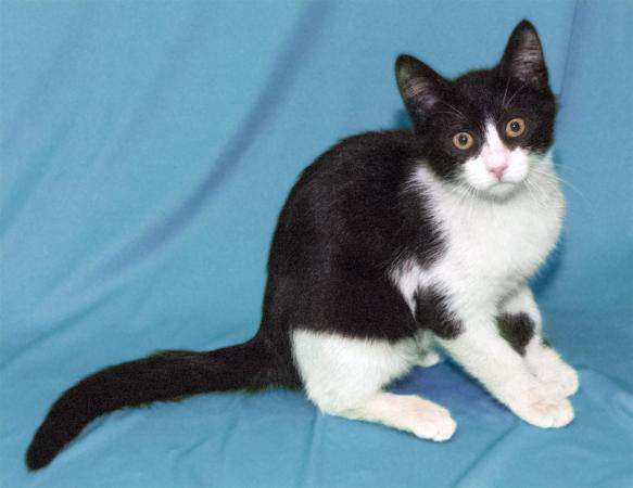 3-ех месячный котенок ищет любящих хозяев в Москве фото 6