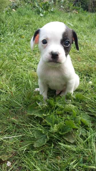 Щенки французы в Ставрополе фото 6