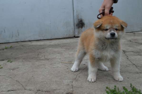 Продаются щенки в Москве фото 6