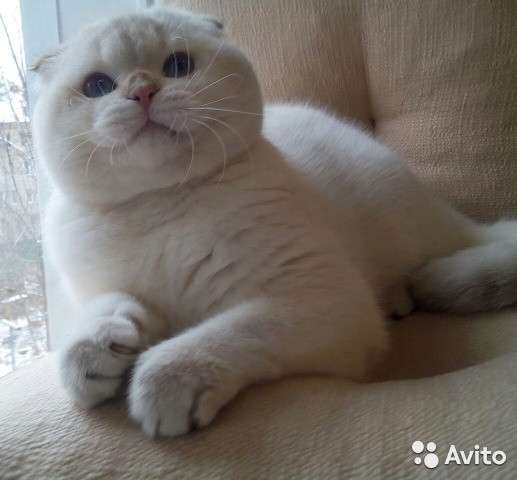 Выставочный жених, вязка в Костроме фото 6