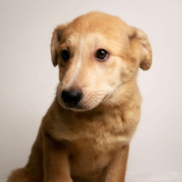 Щенки метисы лабрадора ищут дом в Москве фото 6