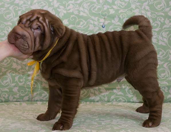 Щенки шарпея в Новосибирске фото 6