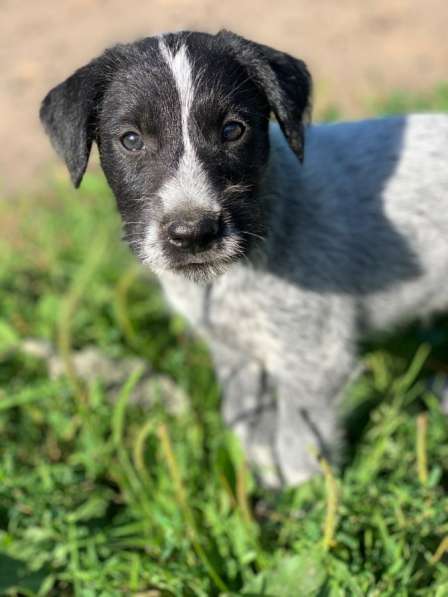 Щенки-охотники в надежные руки