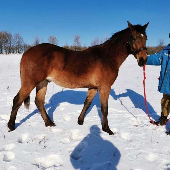 Продажа лошади в Зеленограде фото 4