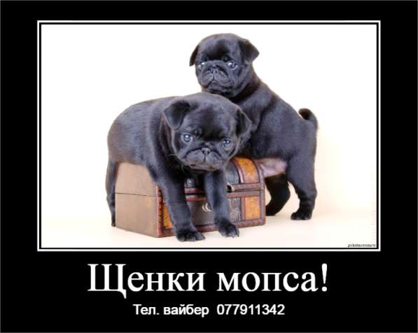 Шикарные щенки мопса ждут своих хозяев!  в фото 6