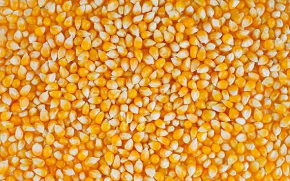 Желтая кукуруза без ГМО (корм для животных)
