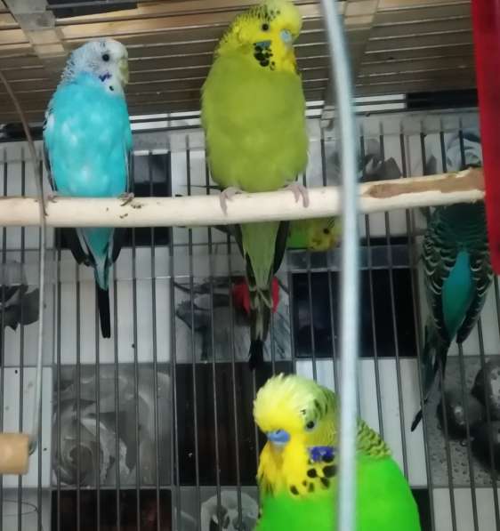 Волнистые попугаи-птенцы самки в Мытищи