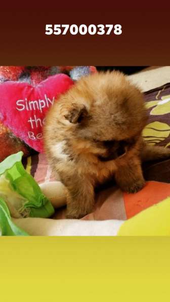 Shik Dogi Dog, official FCI FCG KENNEL в фото 12