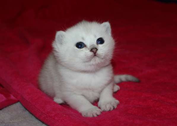 Котик Поль в Санкт-Петербурге фото 11