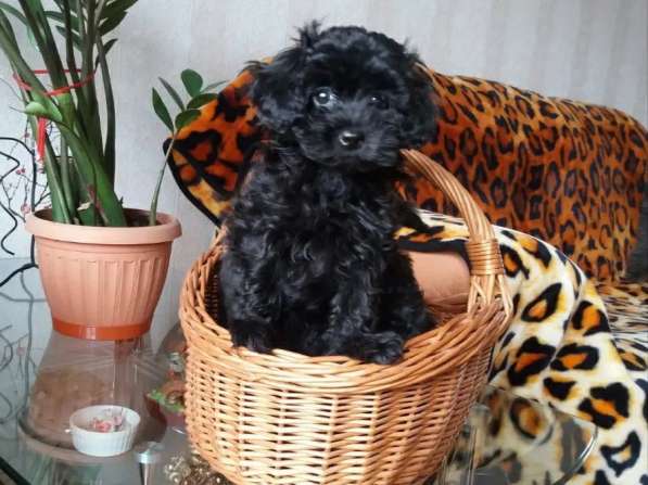 Той пудель в