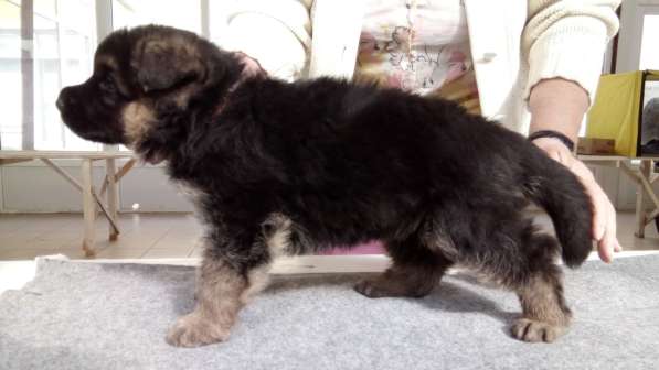 Щенок немецкой овчарки в Краснодаре фото 6